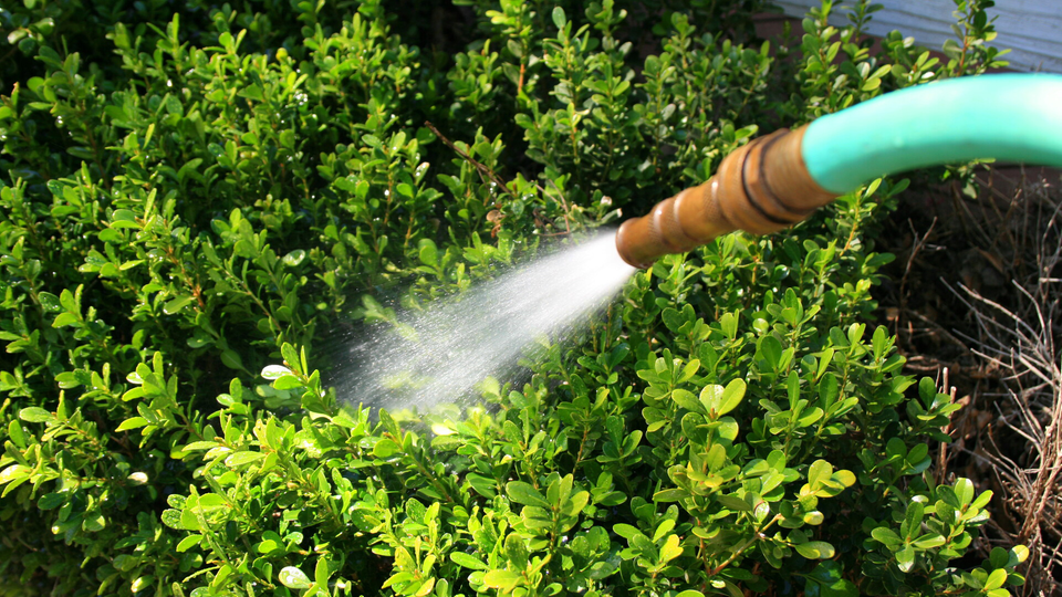 En buske vattnas med vattenslang.