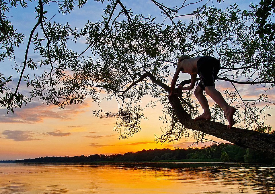 Ung man klättrar på trädgren för att hoppa ner i vattnet i solnedgång