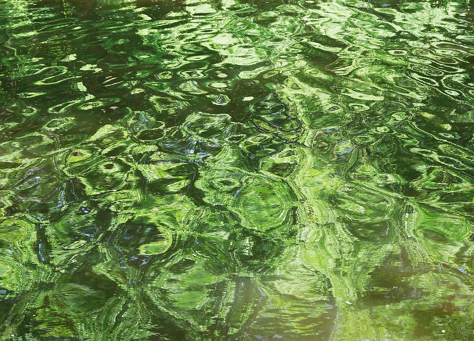 Grönt vatten i Ängelholm